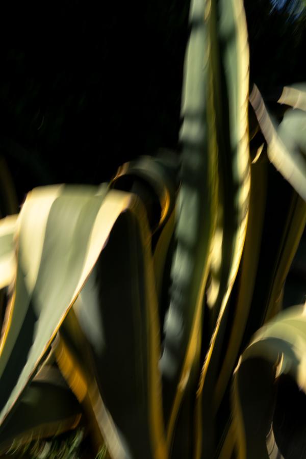 flowers_alois-rigotti_03 (small)