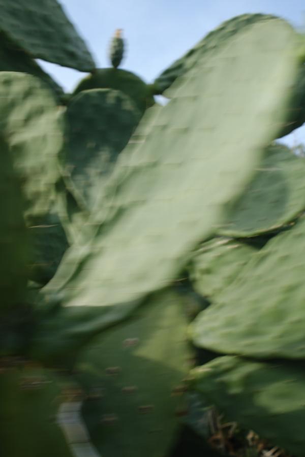 flowers_alois-rigotti_08 (small)