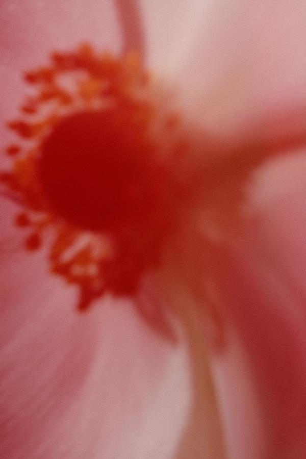 flowers_alois-rigotti_09 (small)