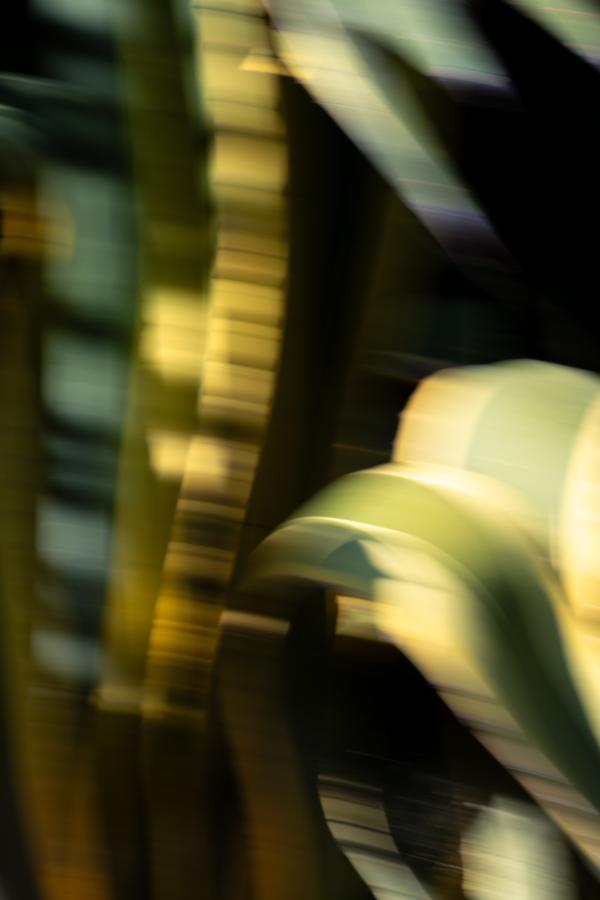 flowers_alois-rigotti_101 (small)