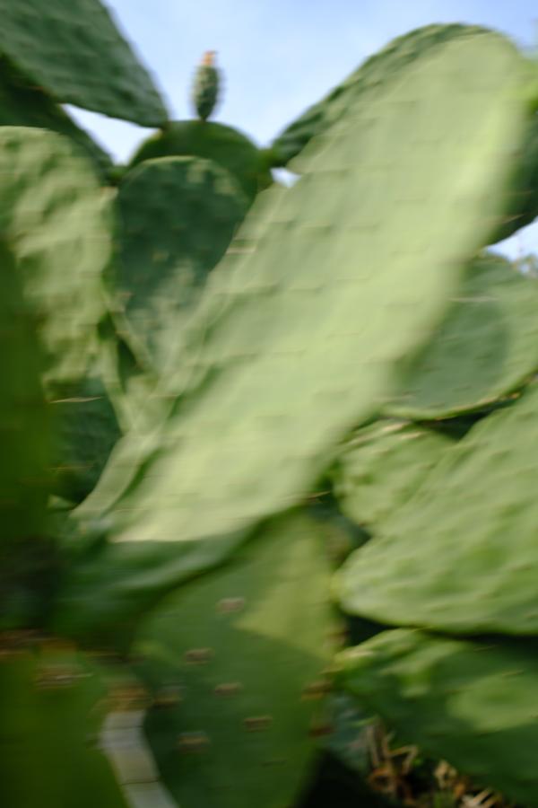 flowers_alois-rigotti_105 (small)