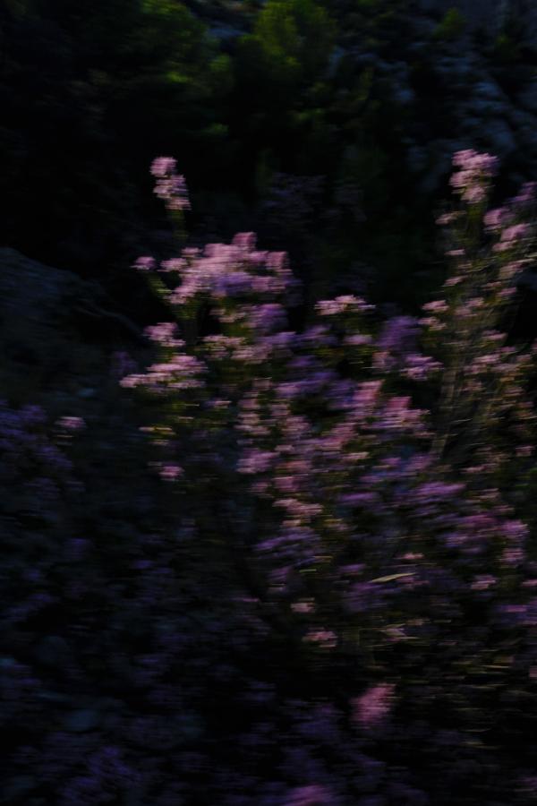 flowers_alois-rigotti_14 (small)