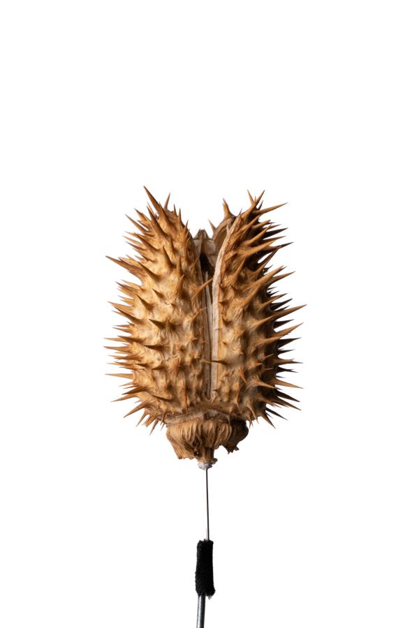 seeds_alois-rigotti_01 (small)