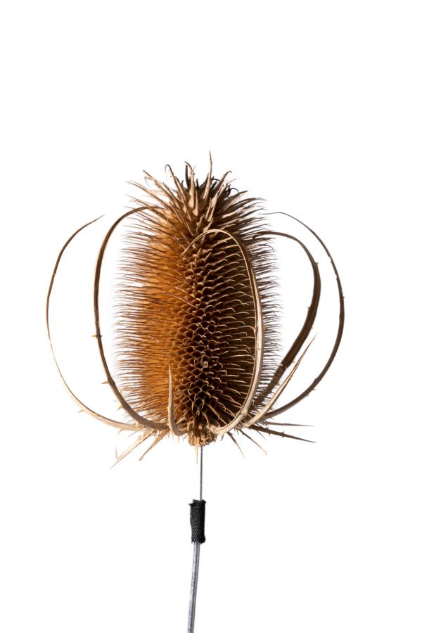 seeds_alois-rigotti_02 (small)