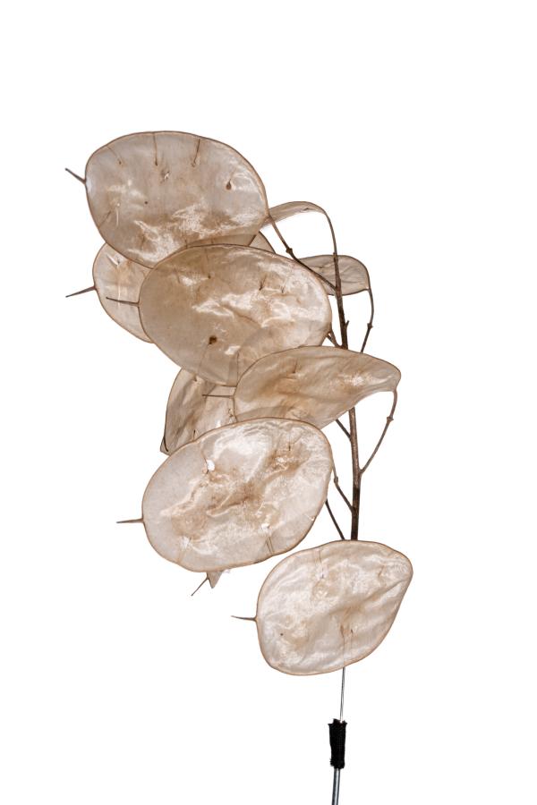 seeds_alois-rigotti_04 (small)