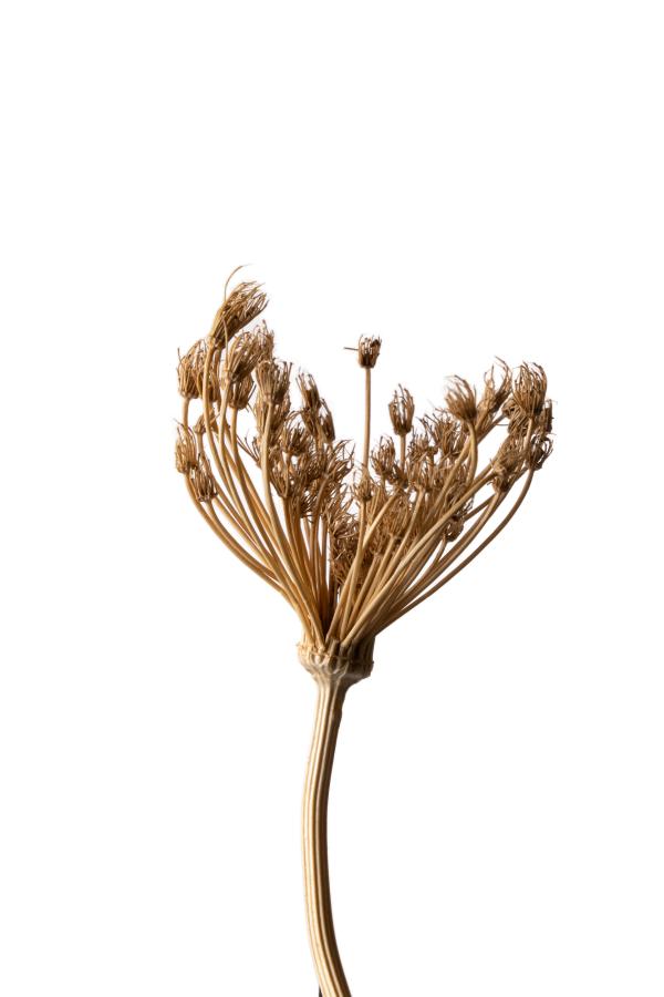 seeds_alois-rigotti_05 (small)