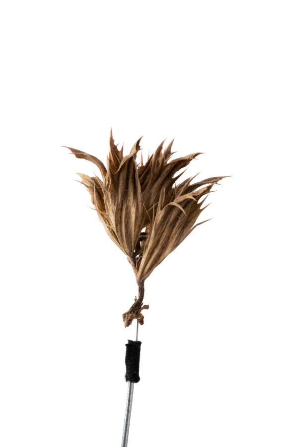 seeds_alois-rigotti_06 (small)