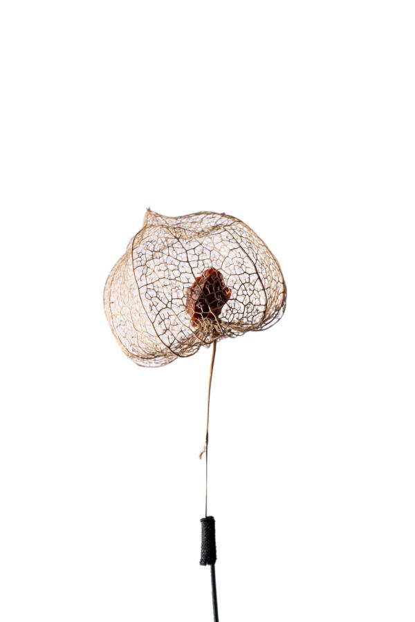 seeds_alois-rigotti_08 (small)