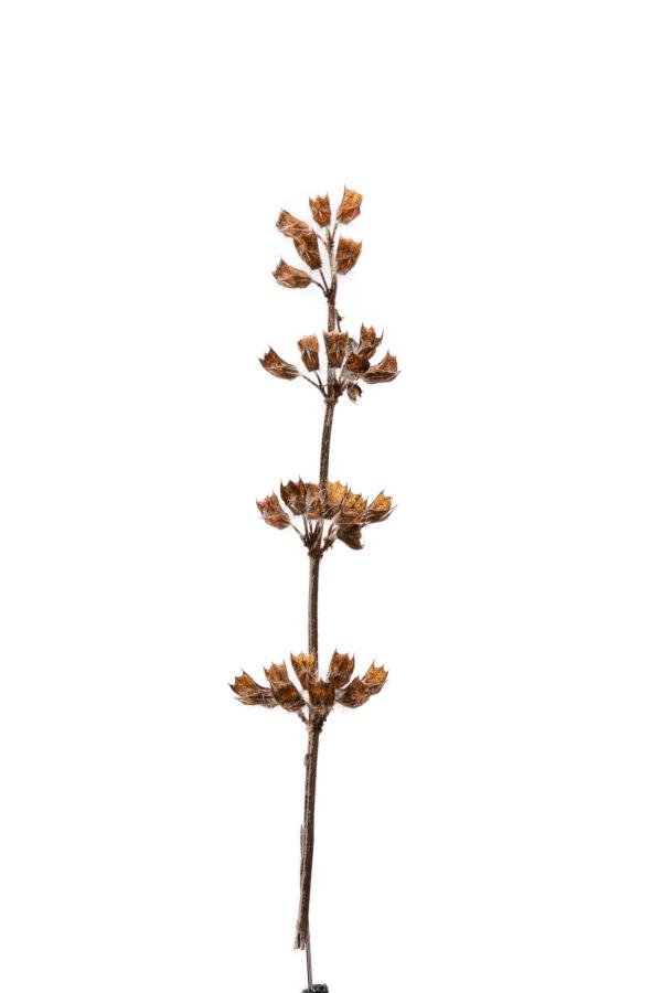 seeds_alois-rigotti_09 (small)