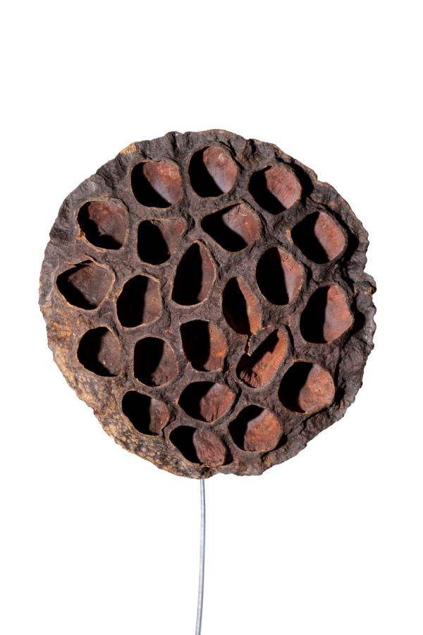 seeds_alois-rigotti_11 (small)