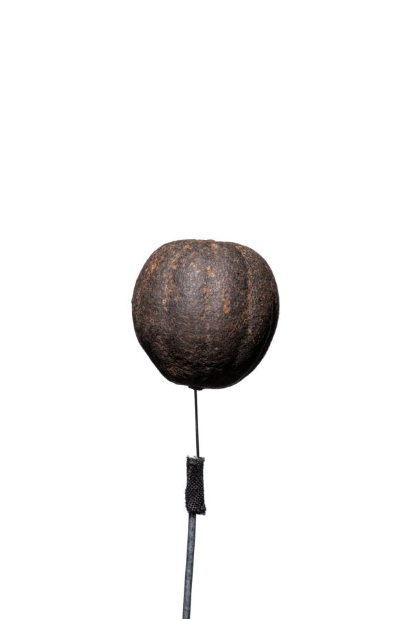 seeds_alois-rigotti_12 (small)