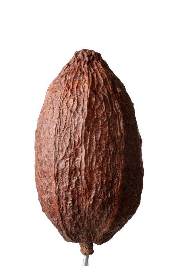 seeds_alois-rigotti_13 (small)