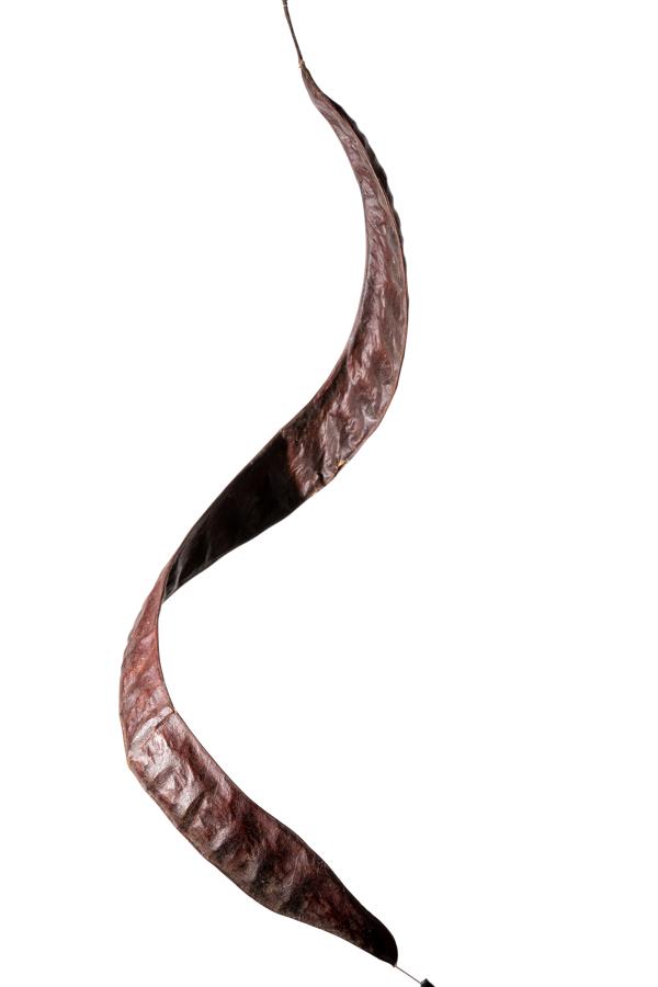 seeds_alois-rigotti_14 (small)